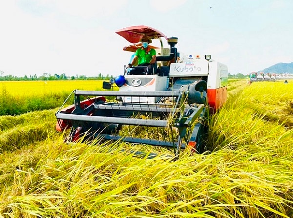 Việc ứng dụng AI để kiểm tra giống lúa là hướng đi tốt, hỗ trợ rất nhiều cho các nhà sản xuất hạt giống và cơ quan quản lý nhà nước trong việc giám định độ thuần, độ sạch của giống lúa