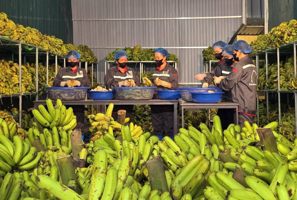 Công ty Musa Pacta sử dụng công nghệ mới trong chế biến chuối 