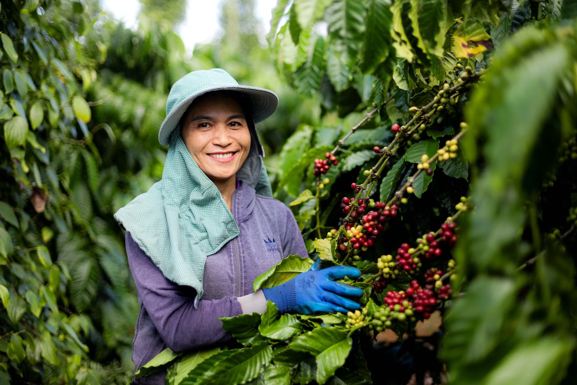 Chương trình NESCAFÉ Plan tại Tây Nguyên, mô hình nông nghiệp tái sinh đã giúp tái canh hơn 100.000 ha cà phê già cỗi, tiết kiệm đến 60% lượng nước tưới. (Ảnh: Vietnam+) chi-lien.jpg