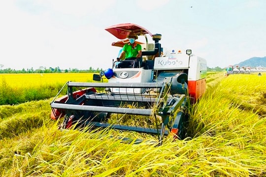 Ứng dụng AI vào giám định độ thuần, độ sạch giống lúa